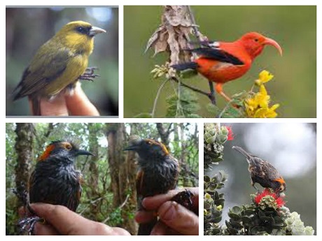 Maui Forest Bird Recovery Project