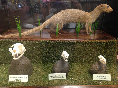 mongoose