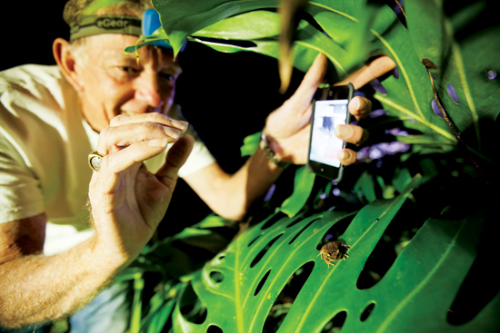 man in the wild observing a coqui frog