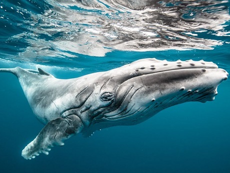 grey and white humpback whale under water