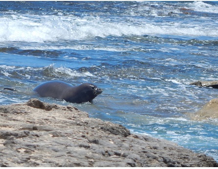 seal on rocks in ocean