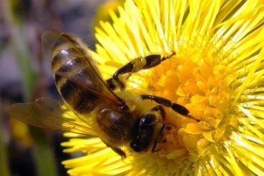 a bee on a yellow flower