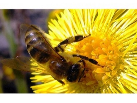 A bee pollinating a flower