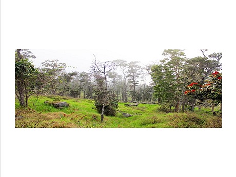 kona cloud forest