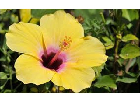 yellow Hibiscus