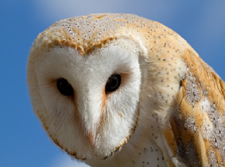 Barn Owl