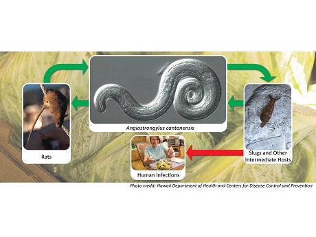 Rat Lungworm Disease