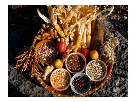 assortment of various corn and crop