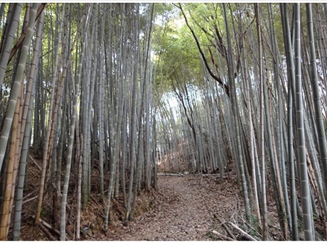 Bamboo forest next to temple