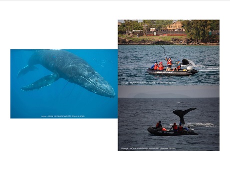 Entangled whale with two images of crews freeing a trapped whale