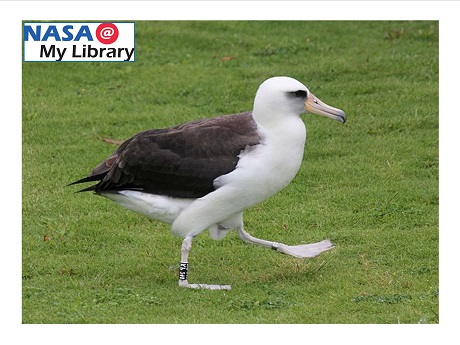 An albatross walking on grass