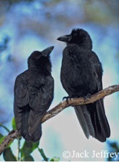 Two birds on a branch