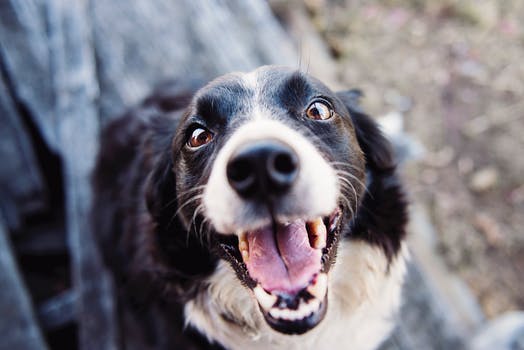 Up close of a dog