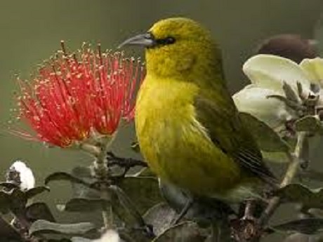 Native Hawaiian bird