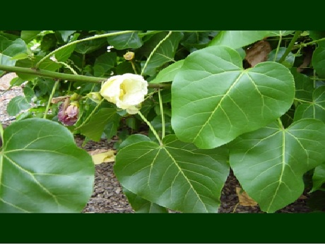 Milo, a Native Hawaiian Tree