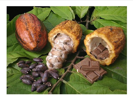 Cocoa pods