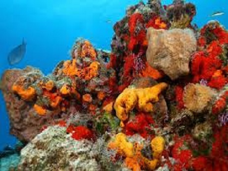 Underwater coral reef