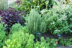 herbs and plants in the garden