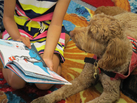 Labradoodle facing open book