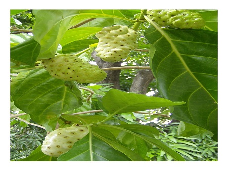 Noni fruit