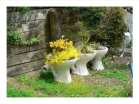 orchids in toilet gardening container