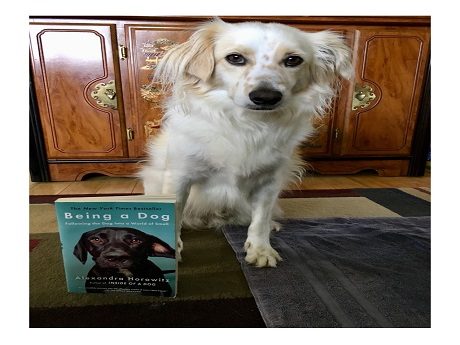 Dog with book