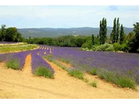 Provence Scenery