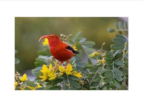 Maui Forest Birds