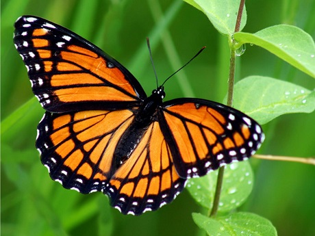 Monarch Butterfly