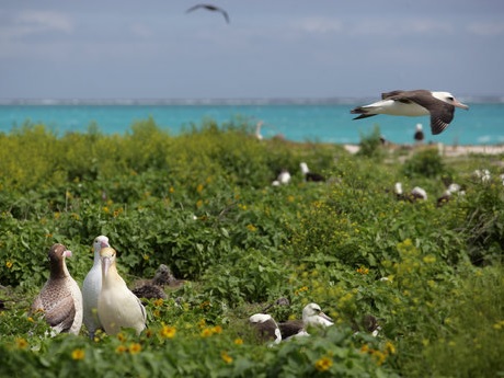 Laysan birds