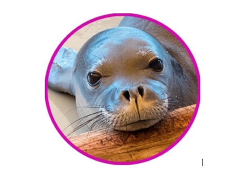 monk seal