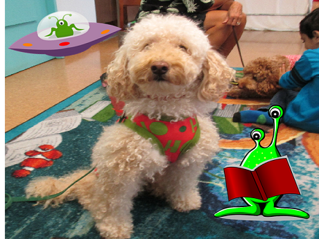 labradoodle