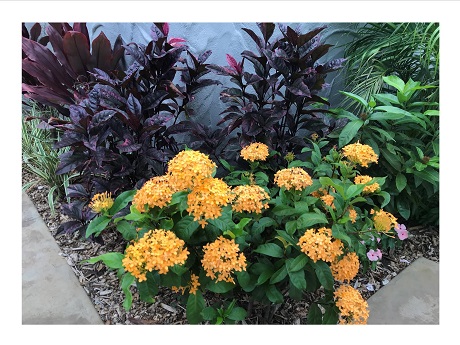 landscaped flowers and plants