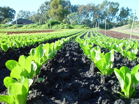 Seedlings in rows