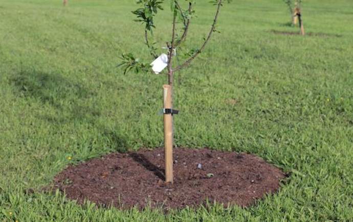 fruit-tree-mulch