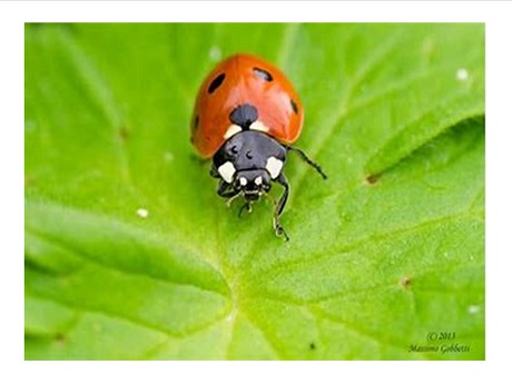 lady bug on leaf