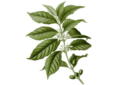 Coffee leaves