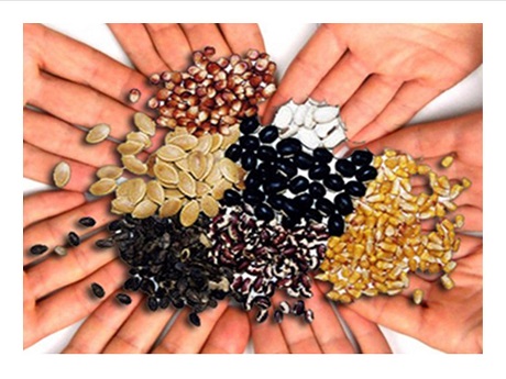 hands in a circle holding variety of seeds