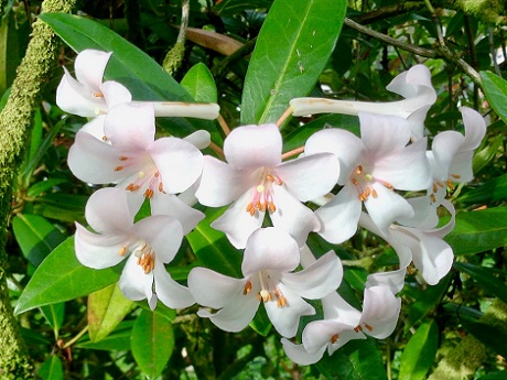 a bunch of flowers of the Vireya plant