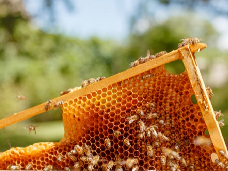 honey bees on honeycomb