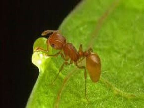 Fire ant on a leaf