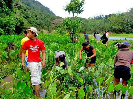 People working in the taro field