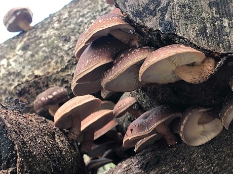 Shiitake Mushrooms