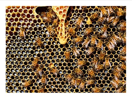 bees in a hive