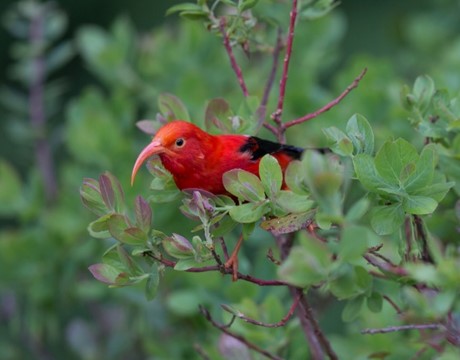 Iiwi Native Hawaiian Bird