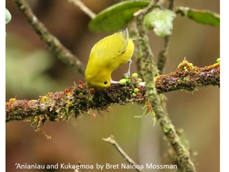 Anianiau bird