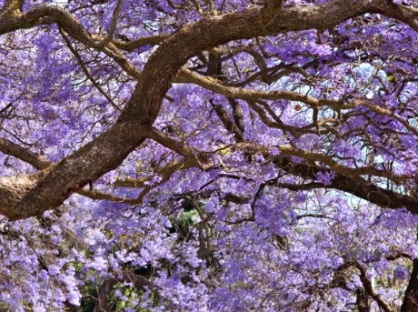 Jacaranda Tree Purple Flowers