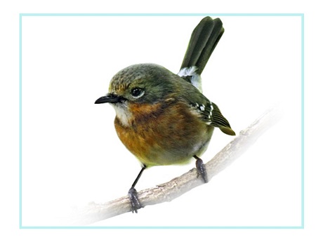 image of an endemic Kauai elepaio forest bird