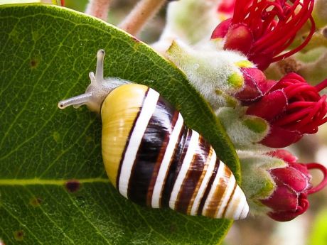 Kahuli Hawaiian land snail