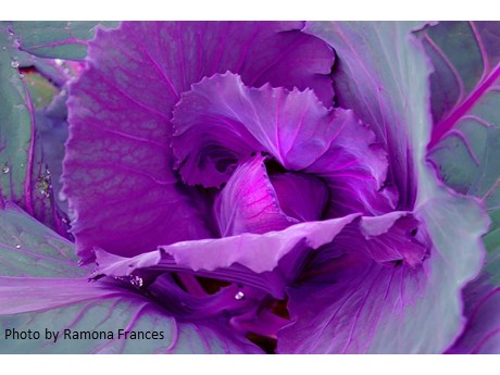 closeup photo of a purple cabbage